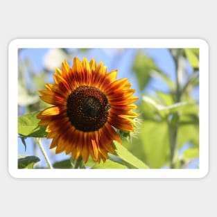 Sun Flower Sticker